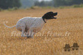 Pedigree DARWIN DE LA DEMI-BRUME Pedigree DARWIN DE LA DEMI-BRUME